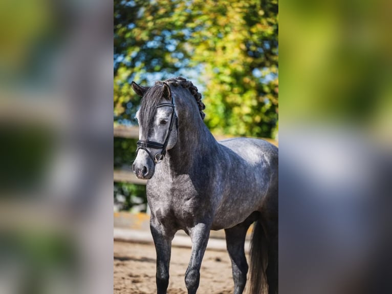 PRE Croisé Hongre 4 Ans 162 cm Gris in Poeldijk