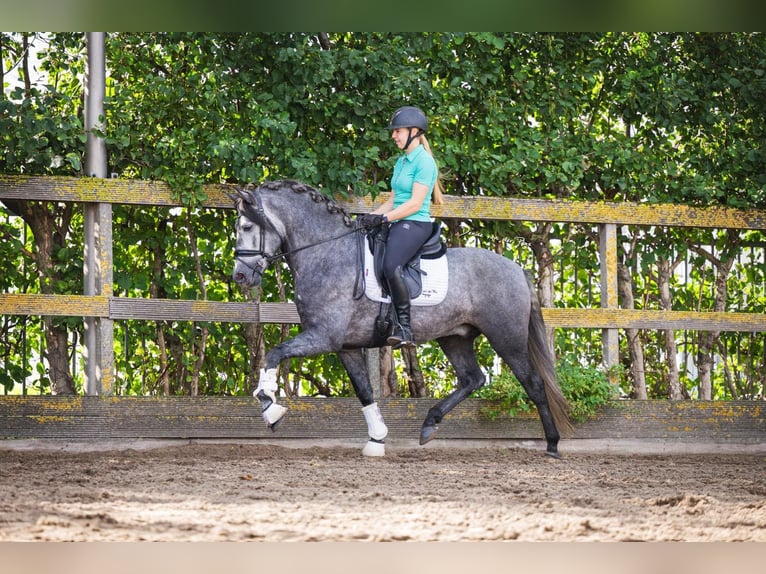 PRE Croisé Hongre 4 Ans 162 cm Gris in Poeldijk