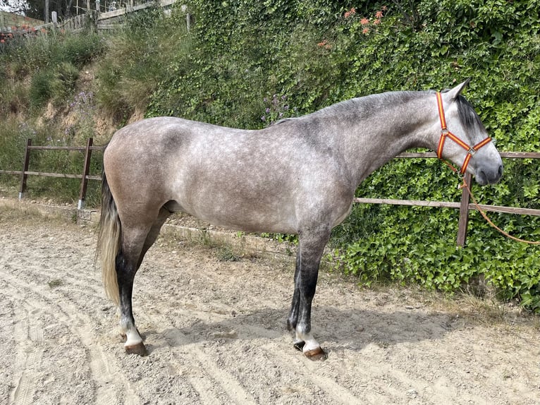 PRE Hongre 4 Ans 162 cm Gris in Terrassa