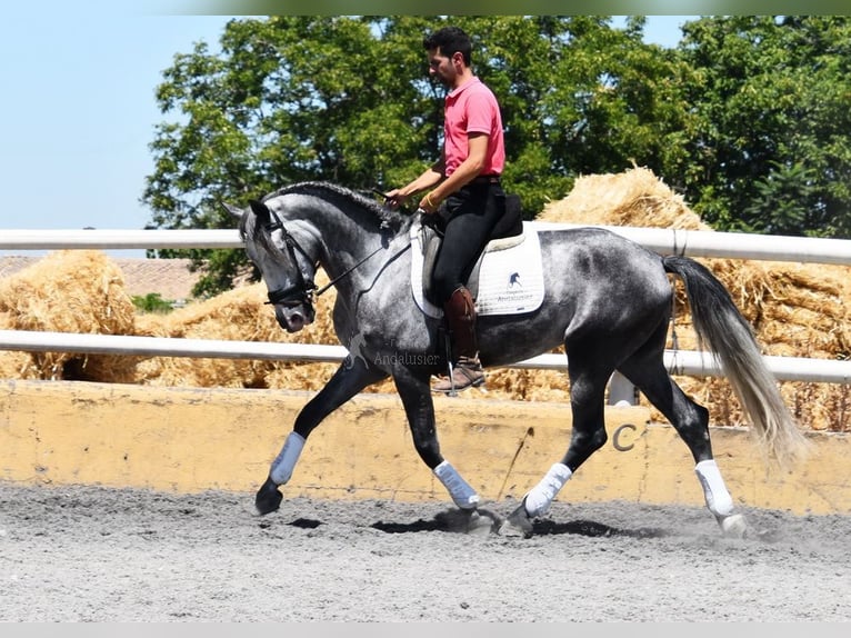 PRE Hongre 4 Ans 162 cm Gris in Provinz Granada