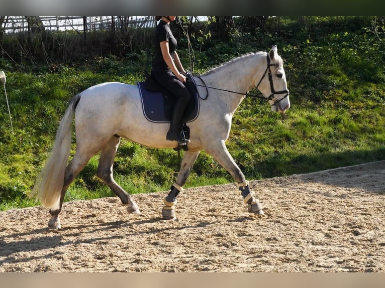 PRE Hongre 4 Ans 162 cm Gris in Krumbach