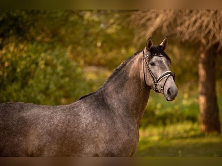 PRE Croisé Hongre 4 Ans 162 cm Gris pommelé in Martfeld