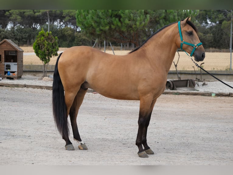 PRE Croisé Hongre 4 Ans 162 cm Isabelle in Hamburg