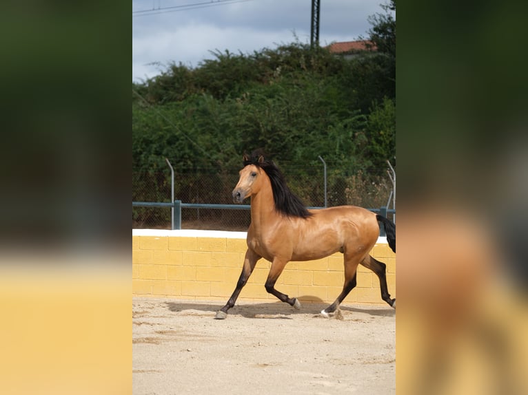 PRE Croisé Hongre 4 Ans 162 cm Isabelle in Hamburg