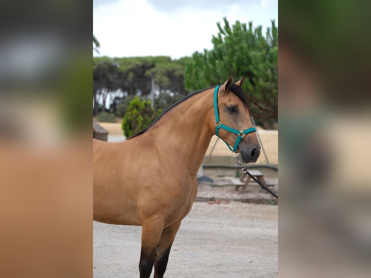 PRE Croisé Hongre 4 Ans 162 cm Isabelle in Hamburg