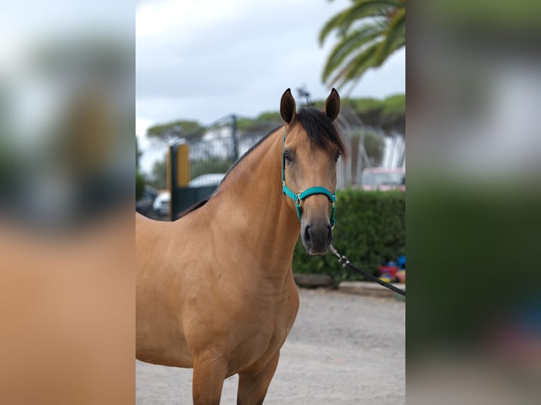 PRE Croisé Hongre 4 Ans 162 cm Isabelle in Hamburg
