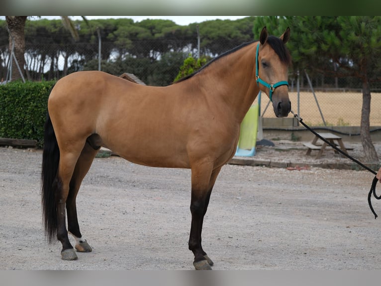 PRE Croisé Hongre 4 Ans 162 cm Isabelle in Hamburg