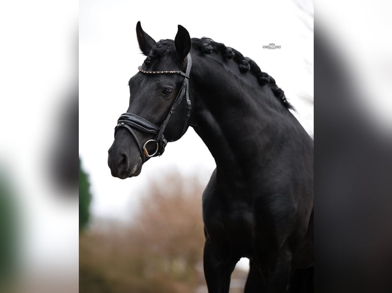 PRE Croisé Hongre 4 Ans 162 cm Noir in Heemskerk