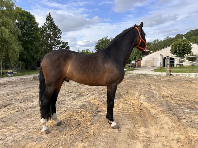 PRE Croisé Hongre 4 Ans 163 cm Bai brun foncé in Monestier