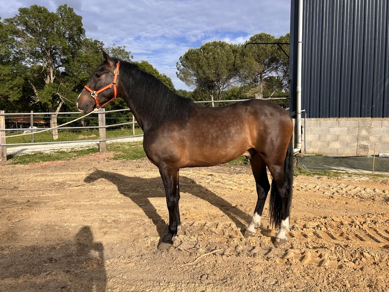 PRE Croisé Hongre 4 Ans 163 cm Bai brun foncé in Monestier