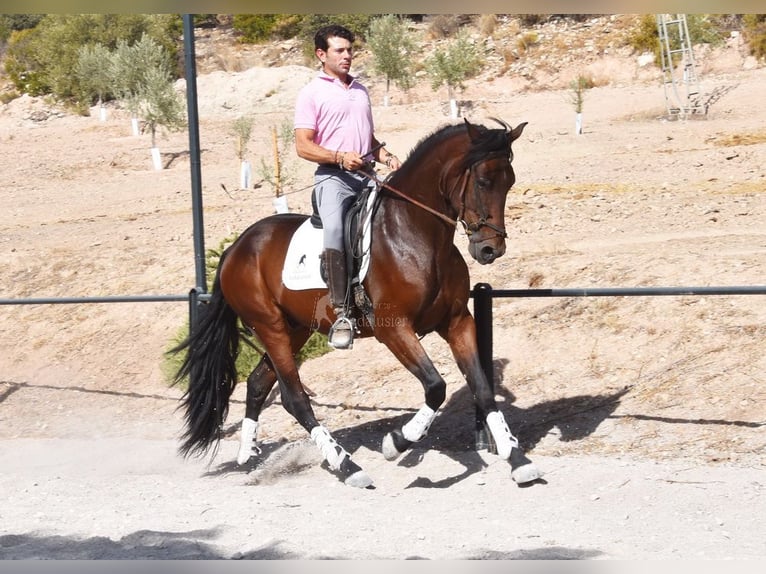 PRE Hongre 4 Ans 163 cm Bai brun in Provinz Granada