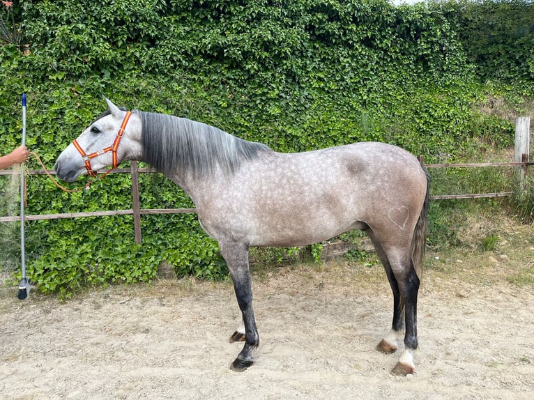PRE Croisé Hongre 4 Ans 163 cm Gris in Terrassa