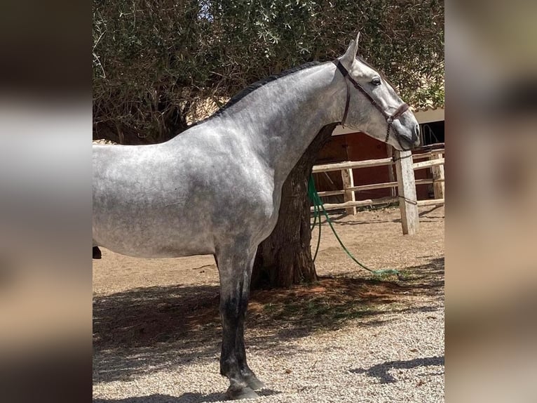 PRE Croisé Hongre 4 Ans 163 cm Gris pommelé in Martfeld