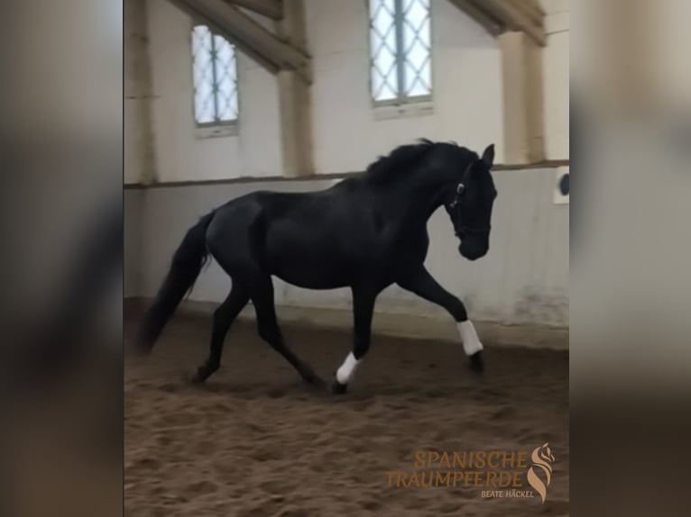 PRE Croisé Hongre 4 Ans 163 cm Noir in Traventhal