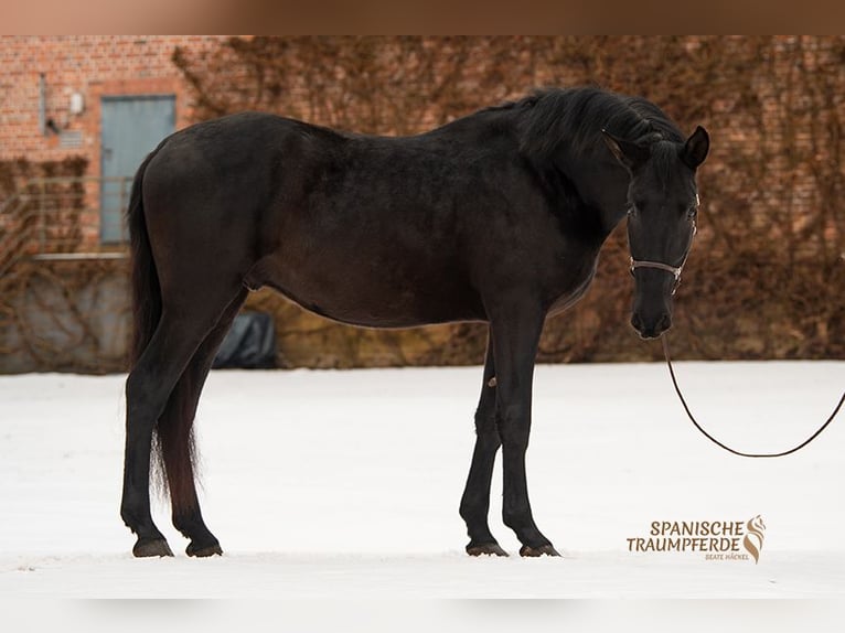 PRE Croisé Hongre 4 Ans 163 cm Noir in Traventhal