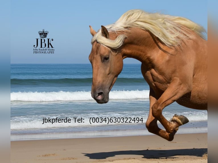 PRE Hongre 4 Ans 163 cm Palomino in Tabernas Almería