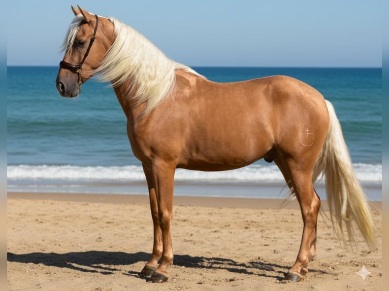 PRE Hongre 4 Ans 163 cm Palomino in Tabernas Almería