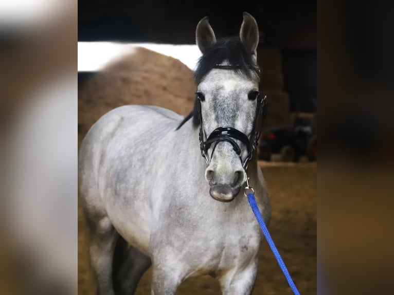 PRE Croisé Hongre 4 Ans 164 cm Gris in Neustadt (Wied)