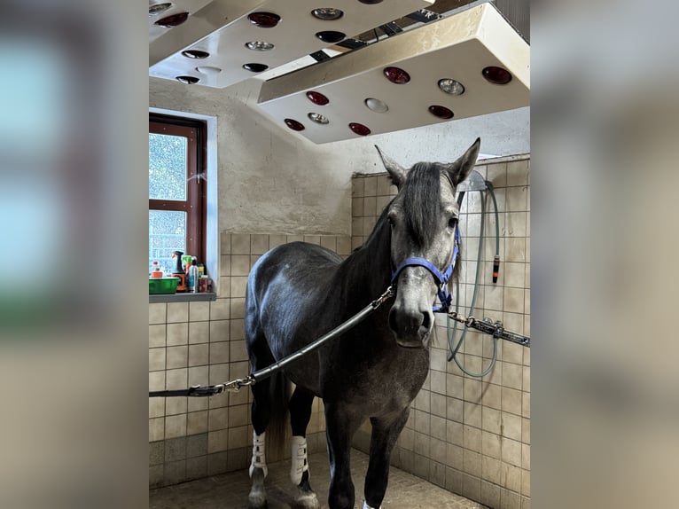PRE Croisé Hongre 4 Ans 164 cm Gris in Warendorf