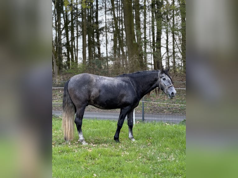 PRE Croisé Hongre 4 Ans 164 cm Gris in Warendorf