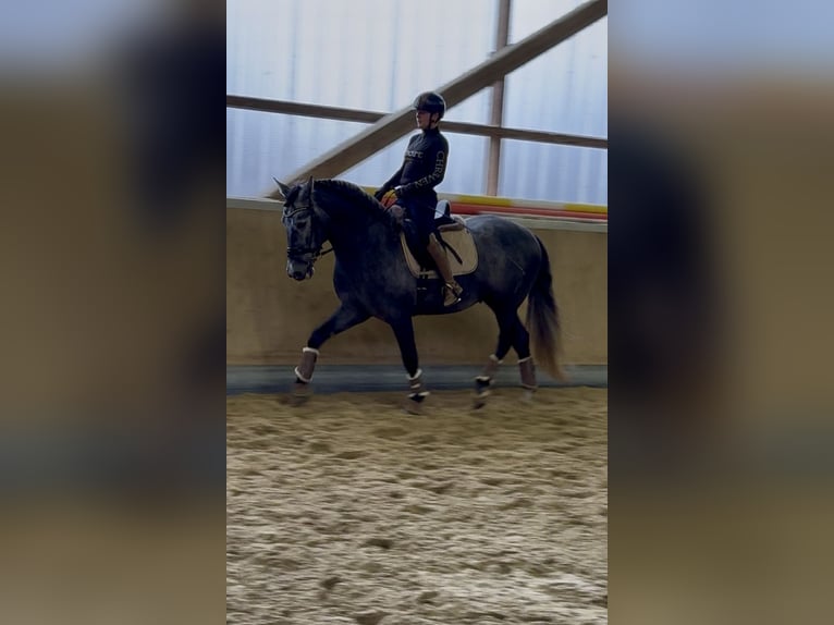 PRE Croisé Hongre 4 Ans 164 cm Gris in Warendorf