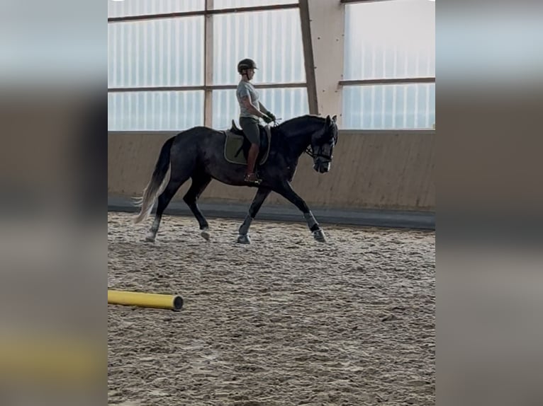 PRE Croisé Hongre 4 Ans 164 cm Gris in Warendorf