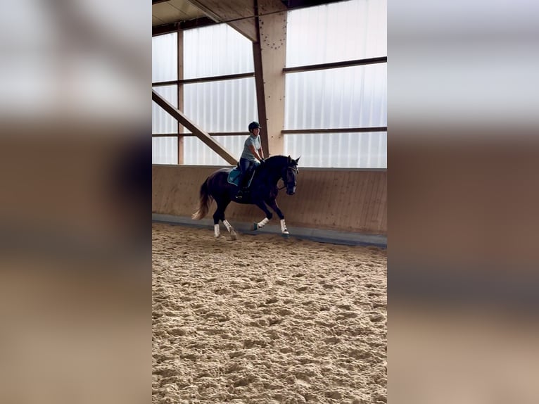 PRE Croisé Hongre 4 Ans 164 cm Gris in Warendorf