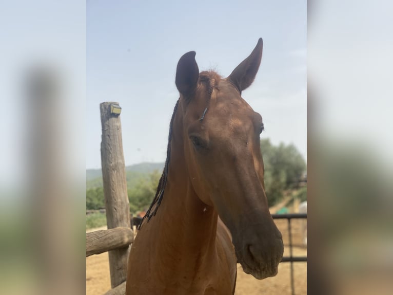 PRE Hongre 4 Ans 165 cm Alezan in Olesa De Bonesvalls