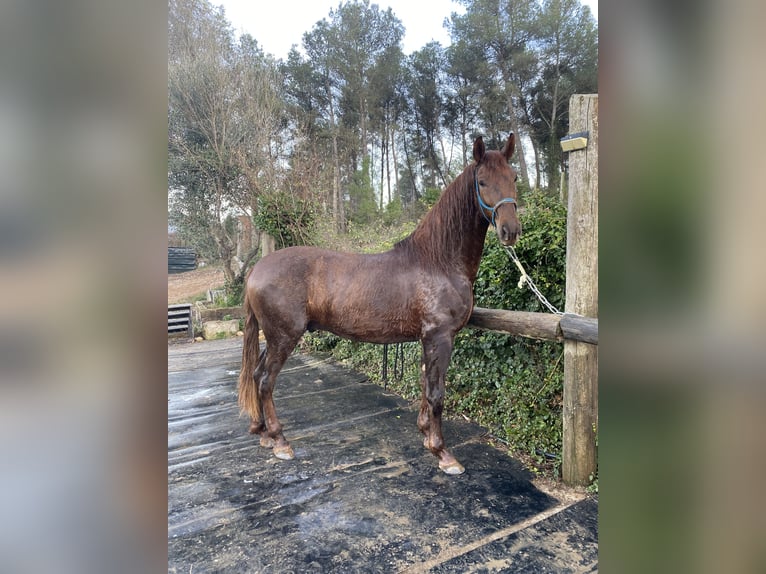 PRE Hongre 4 Ans 165 cm Alezan in Olesa De Bonesvalls