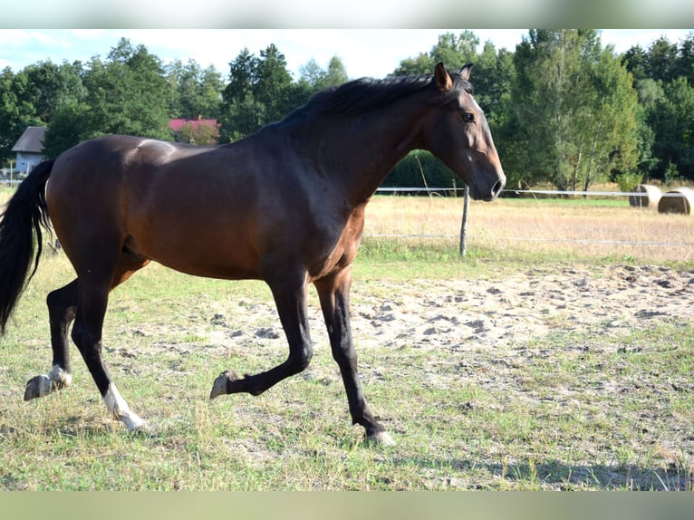 PRE Croisé Hongre 4 Ans 165 cm Bai brun in Tuczepy
