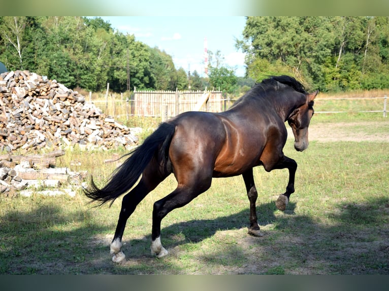 PRE Croisé Hongre 4 Ans 165 cm Bai brun in Tuczepy