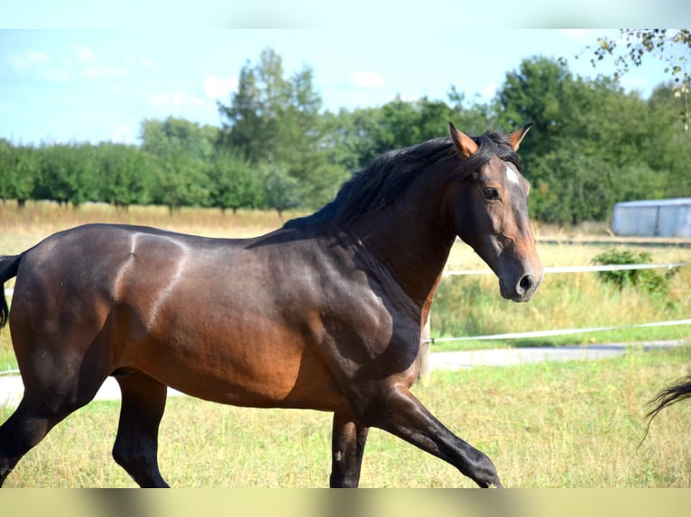 PRE Croisé Hongre 4 Ans 165 cm Bai brun in Tuczepy