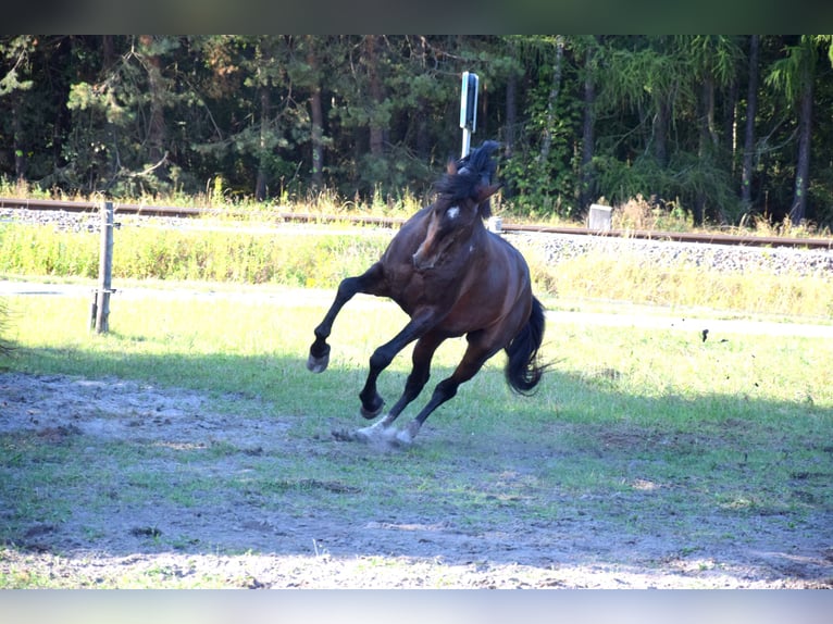 PRE Croisé Hongre 4 Ans 165 cm Bai brun in Tuczepy