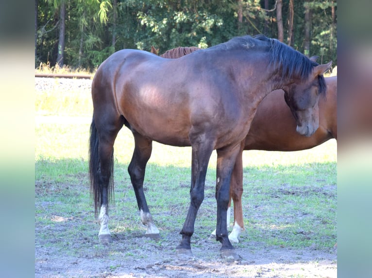 PRE Croisé Hongre 4 Ans 165 cm Bai brun in Tuczepy
