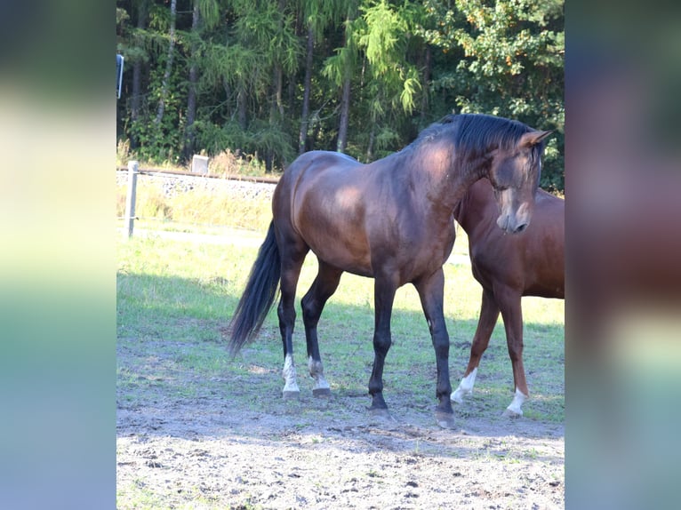 PRE Croisé Hongre 4 Ans 165 cm Bai brun in Tuczepy