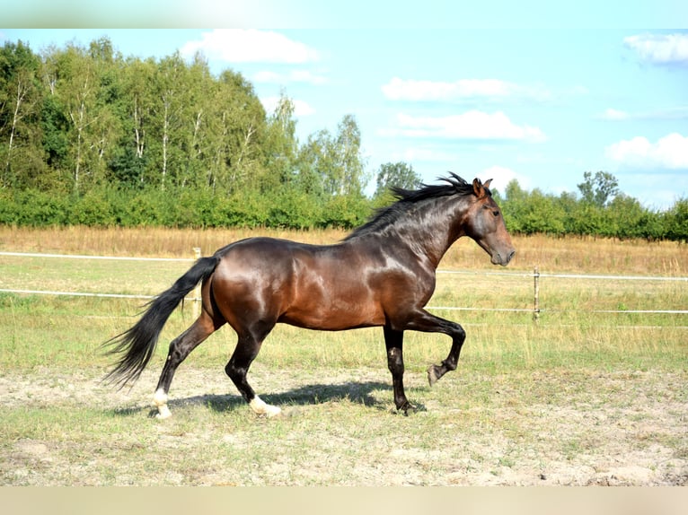 PRE Croisé Hongre 4 Ans 165 cm Bai brun in Tuczepy