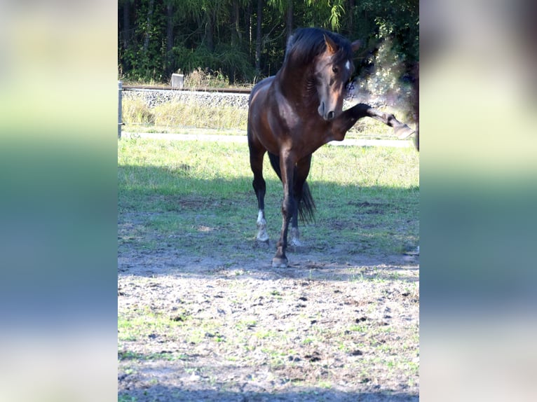 PRE Croisé Hongre 4 Ans 165 cm Bai brun in Tuczepy