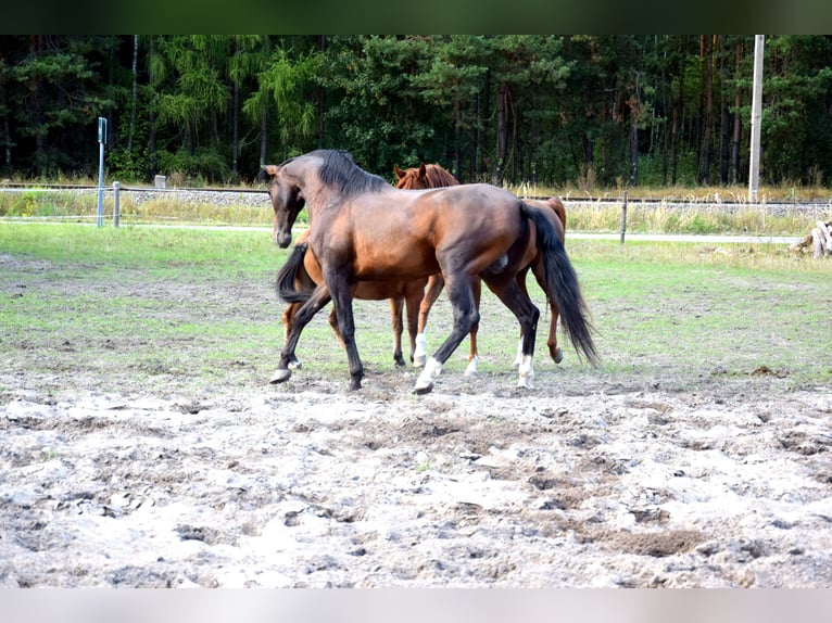 PRE Croisé Hongre 4 Ans 165 cm Bai brun in Tuczepy