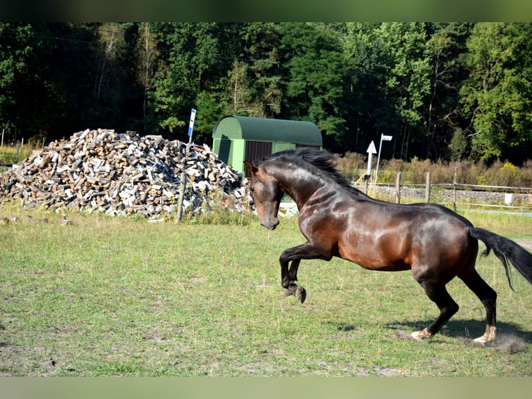 PRE Croisé Hongre 4 Ans 165 cm Bai brun in Tuczepy