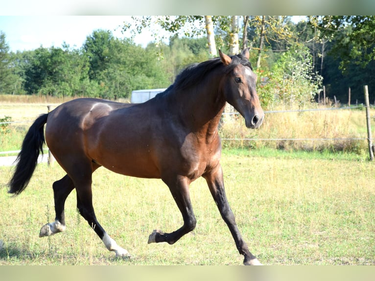 PRE Croisé Hongre 4 Ans 165 cm Bai brun in Tuczepy