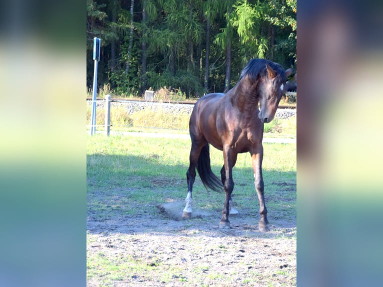 PRE Croisé Hongre 4 Ans 165 cm Bai brun in Tuczepy