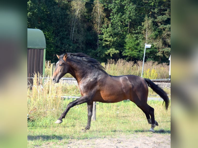 PRE Croisé Hongre 4 Ans 165 cm Bai brun in Tuczepy