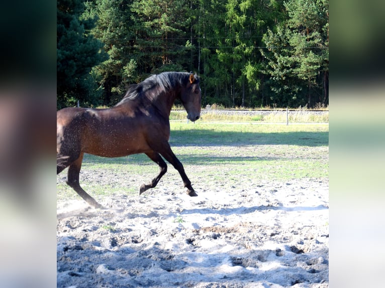PRE Croisé Hongre 4 Ans 165 cm Bai brun in Tuczepy