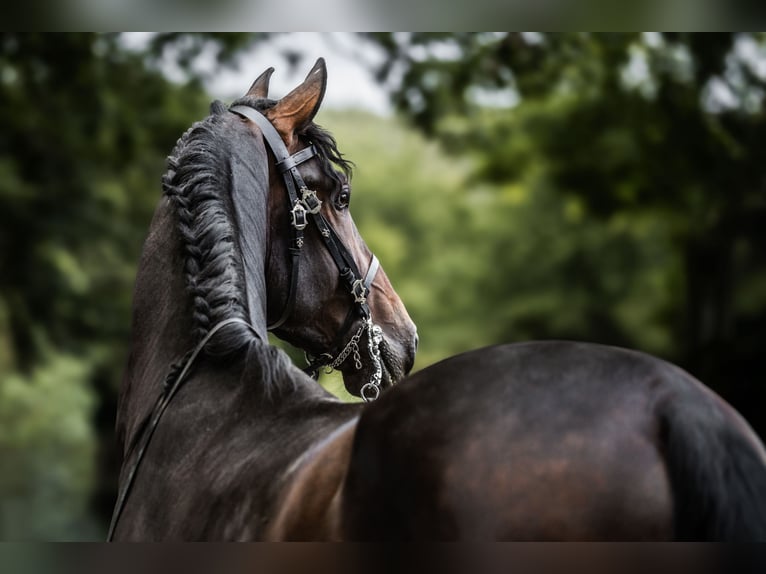 PRE Hongre 4 Ans 165 cm Bai brun foncé in Windhagen