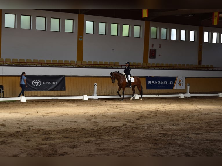 PRE Hongre 4 Ans 165 cm Bai in Sevilla