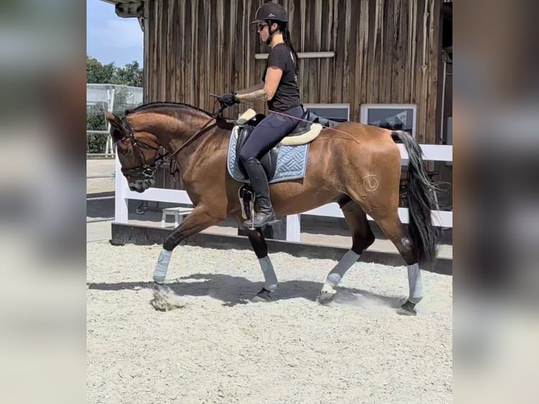 PRE Hongre 4 Ans 165 cm  in Tettnang