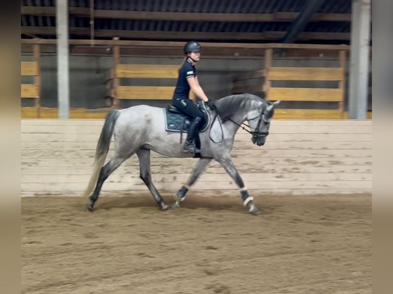 PRE Hongre 4 Ans 165 cm Gris in Pelmberg