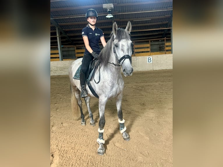 PRE Hongre 4 Ans 165 cm Gris in Pelmberg