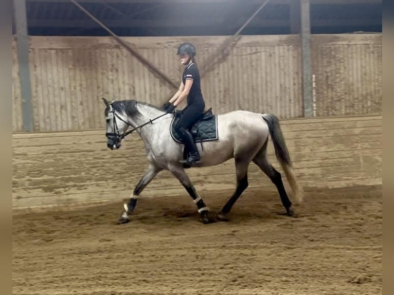 PRE Hongre 4 Ans 165 cm Gris in Pelmberg