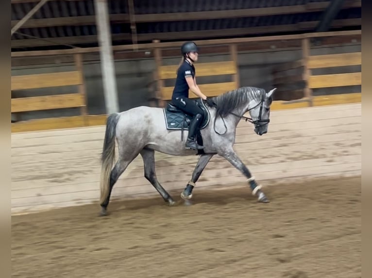 PRE Hongre 4 Ans 165 cm Gris in Pelmberg